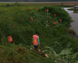 Program Padat Karya UPBU Silampari Berdayakan Masyarakat sekitar Pembersihan Rumput liar (Gulma)