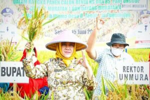 Bupati Ratna Machmud Panen Calon Benih Padi Unggul Lokal Muratan 1 & Muratan 4