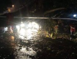 Waspada, Puluhan Pohon Tumbang di Merasi