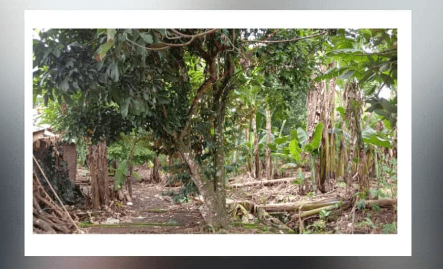 Geger seorang Lansia ditemukan Gantung Diri di Pohon Rambutan