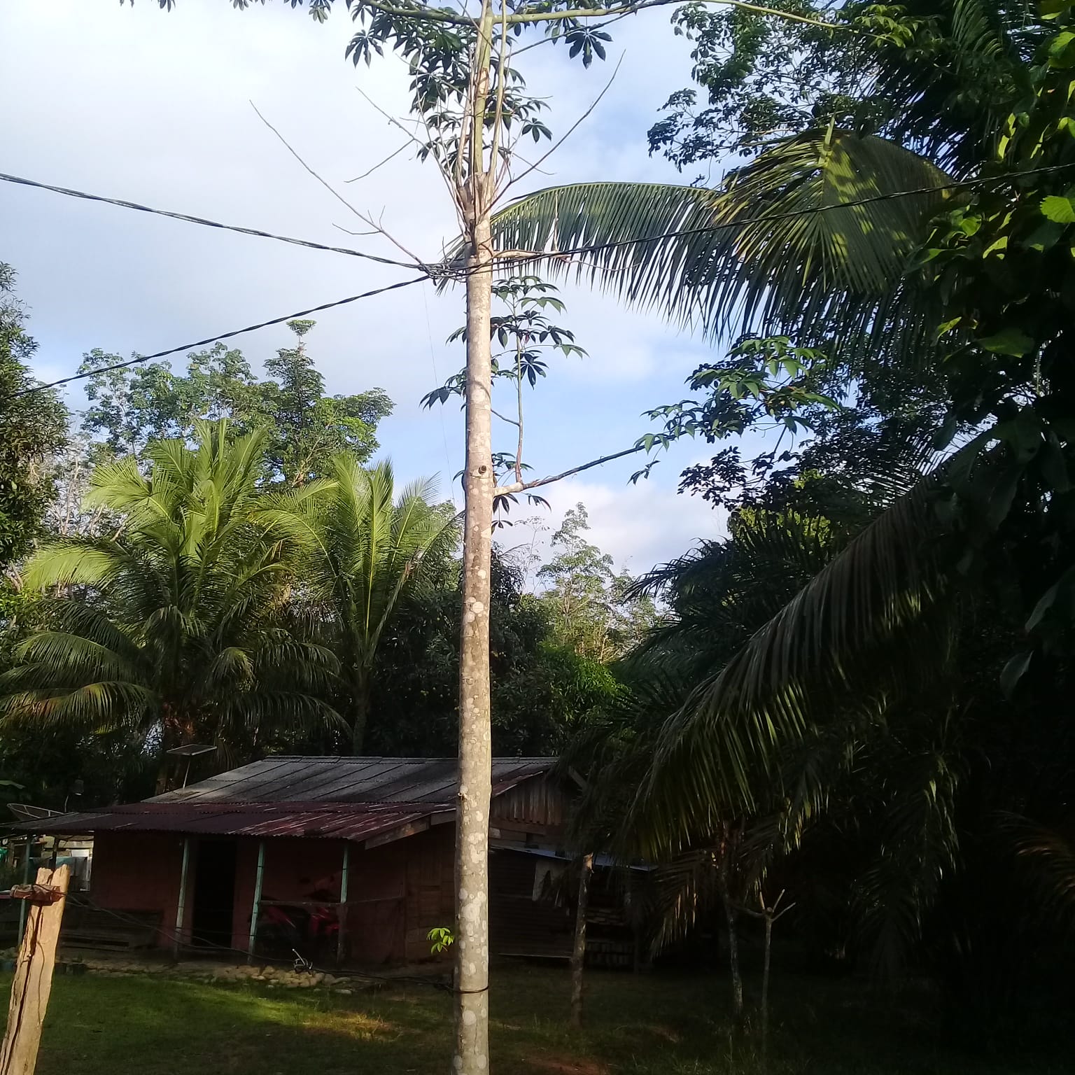 Mau Tiang Listrik, Warga Desa Sembatu Jaya Kabupaten Musi Rawas Harus Tanam Pohon Kapuk