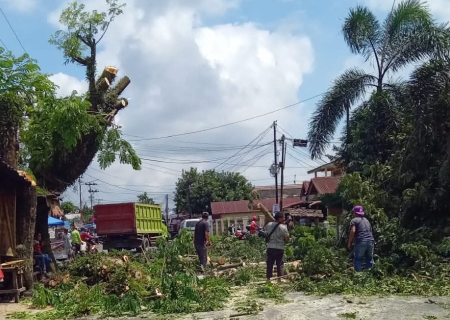 DLH Lubuk Linggau Tindaklanjuti Laporan Warga, Pangkas Pohon Rawan di Jalan Depati Said